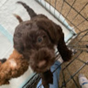 Meet your Posher, Liza